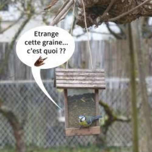 ATTENTION - GRAINES D'AMBROISIE DANS LES ALIMENTS POUR OISEAUX